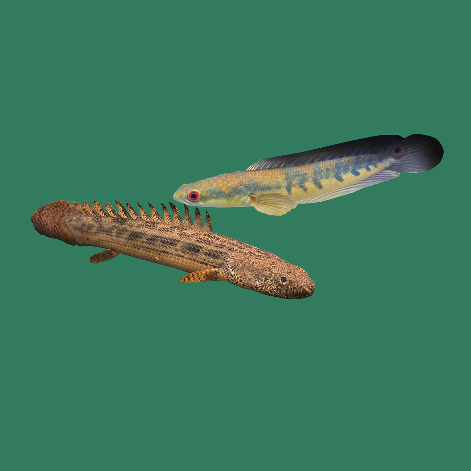 An Image