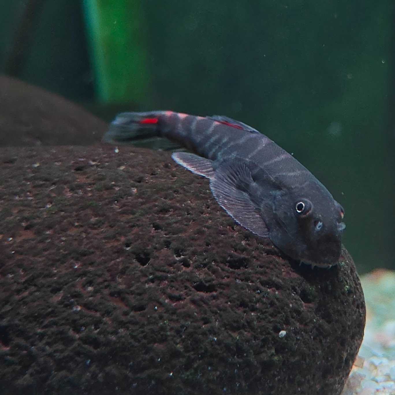ปลาผีเสื้อบอร์เนียวหางแดง (Gastromyzon sp.Bloody Mary)