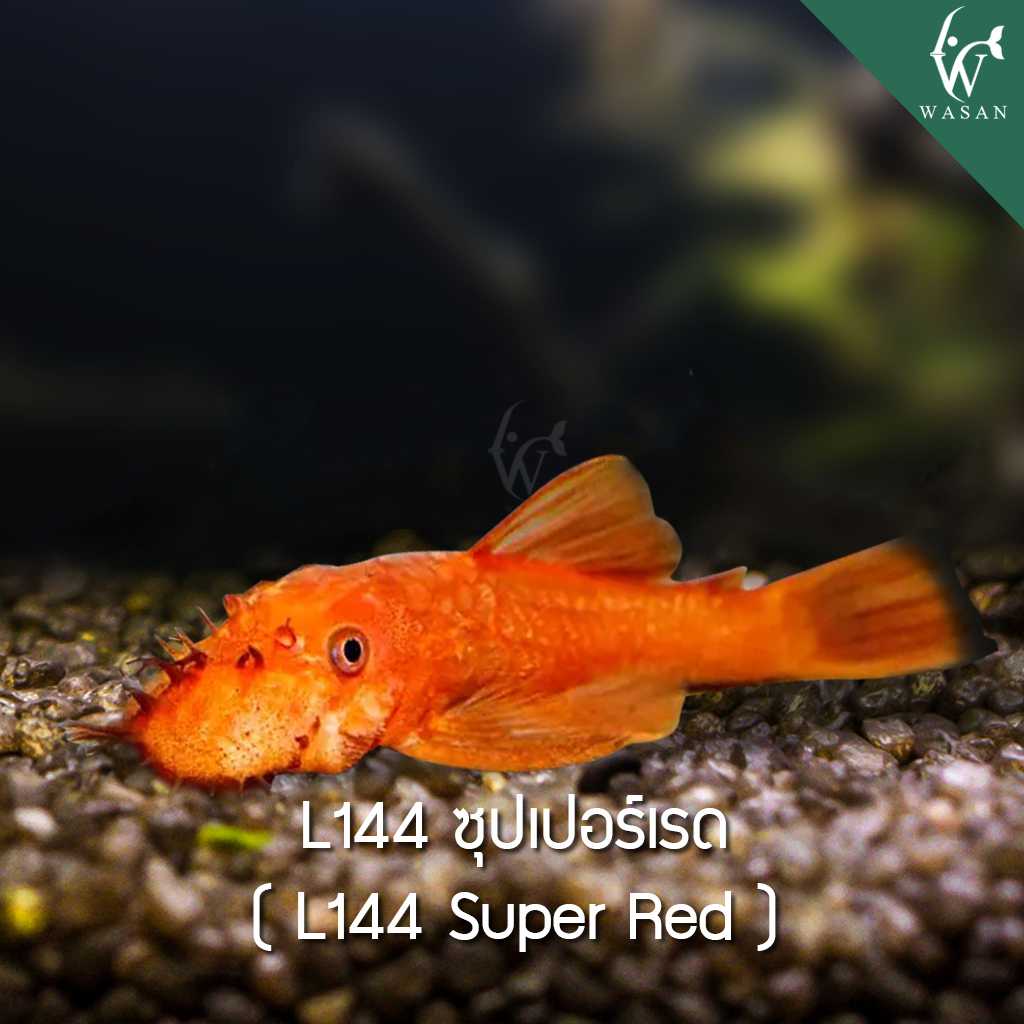 ปลาซักเกอร์ L144 ซุปเปอร์เรด L144 Super Red (ไซส์ 1.7 นิ้ว)