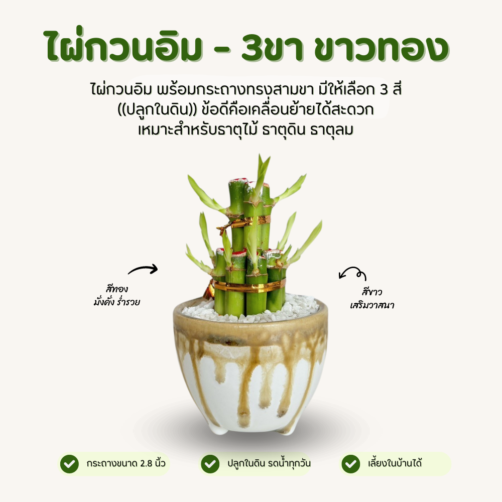 ไผ่กวนอิม พร้อมกระถางเซรามิก 3 ขา สีขาว-ทอง วางบนโต๊ะทำงานได้