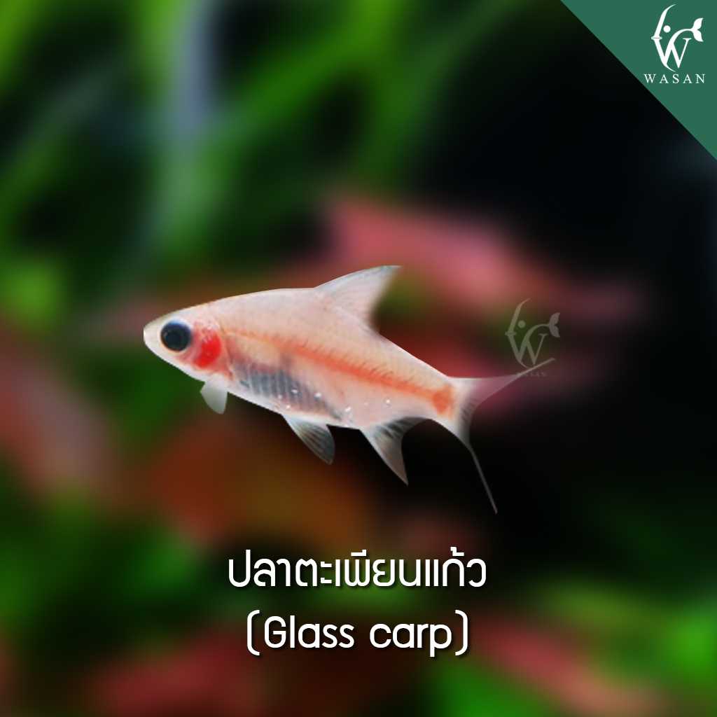 ปลาตะเพียนแก้ว Glass carp (ไซส์ 2-3 นิ้ว)