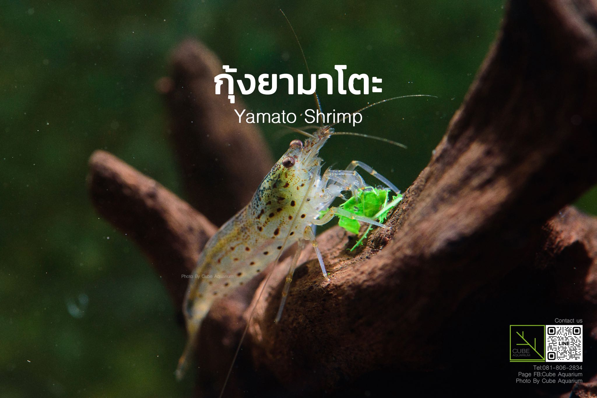 กุ้งยามาโตะ  Yamato Shrimp 1” เท่าเหรียญ10 