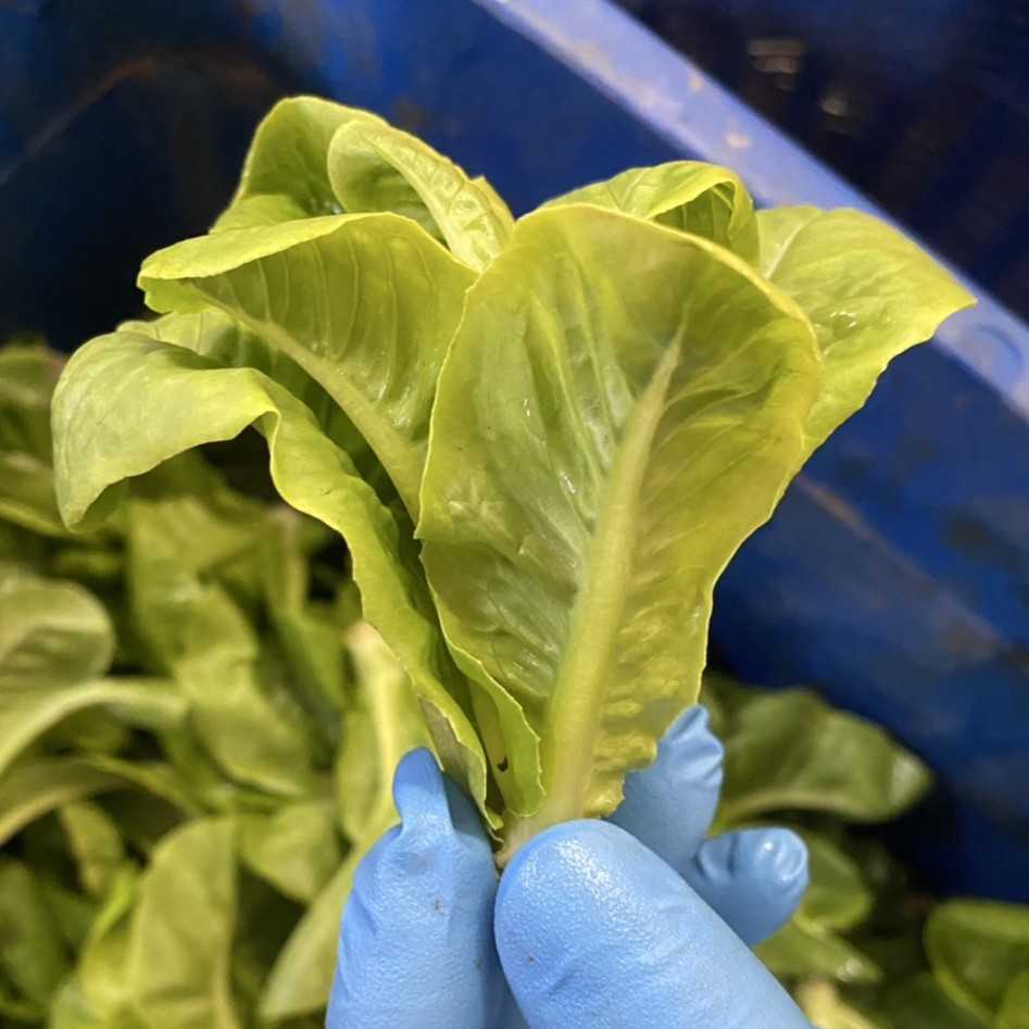 เบบี้คอสต้นจิ๋ว 250 กรัม