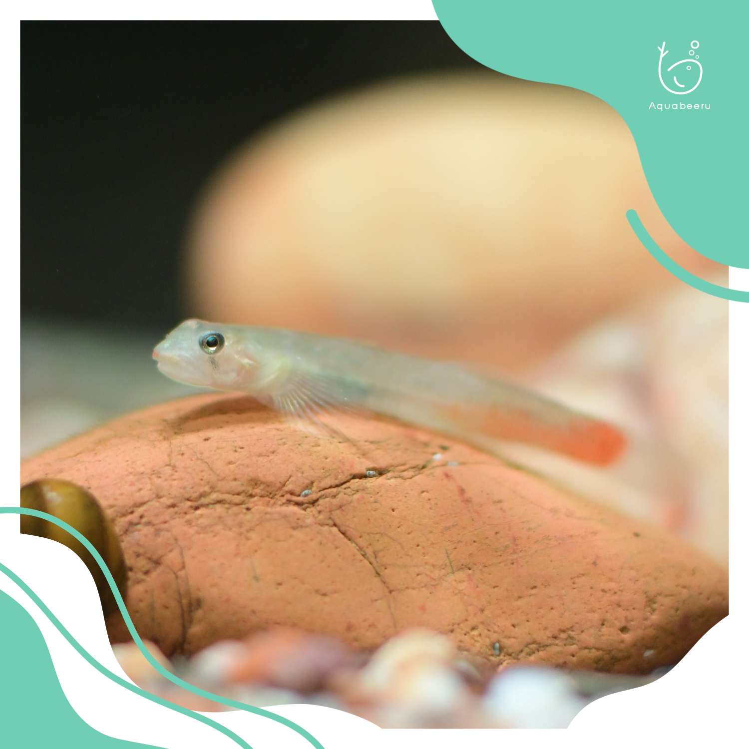 ปลาบู่แคระปากแดง (Red Lipstick Goby)