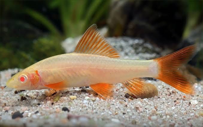 ปลากาเผือก (Albino Red-finned Shark)