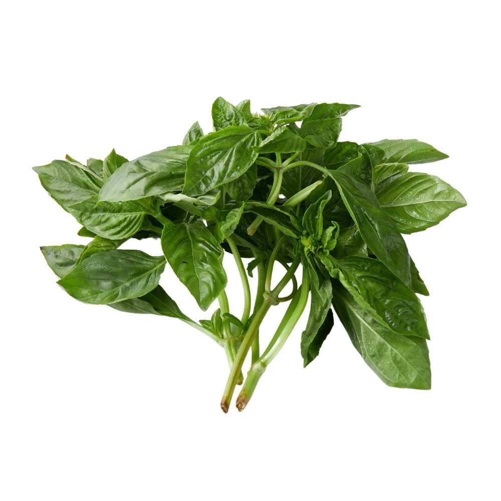 FG04007 โหระพาฝรั่ง Sweet Basil ( 100g )