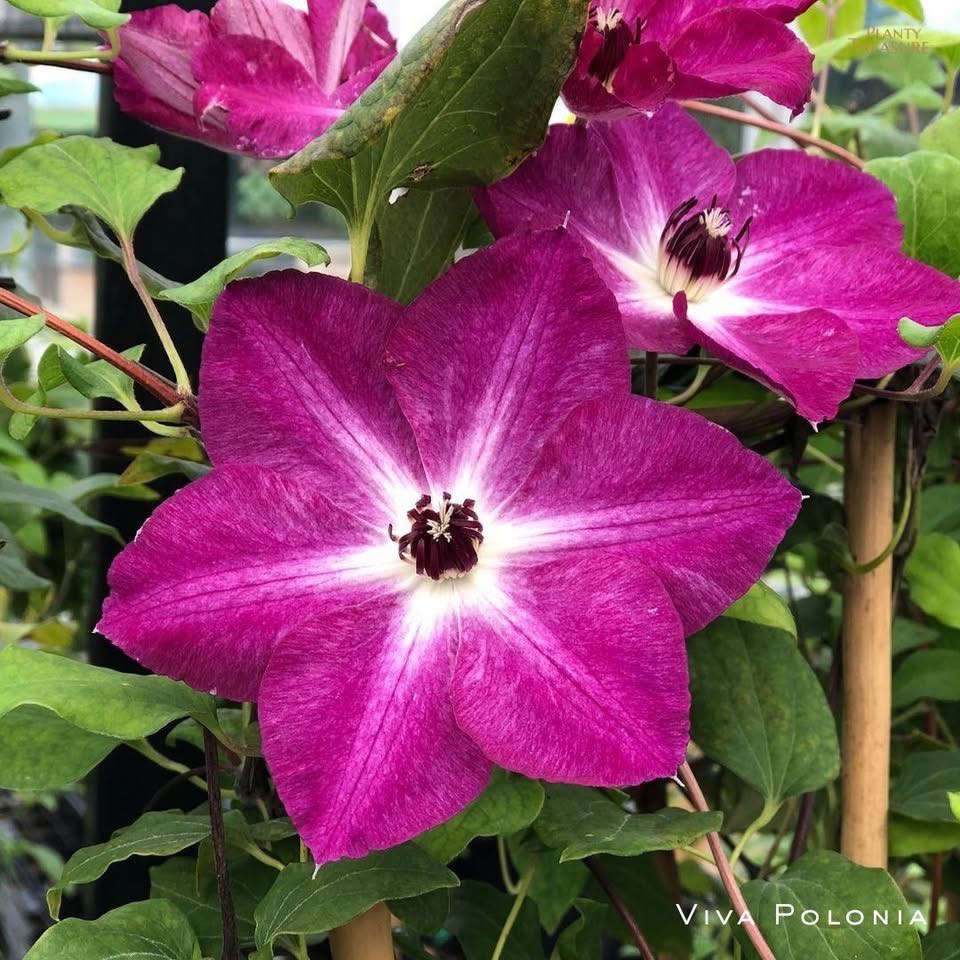 ‘Viva Polonia’ Clematis 
