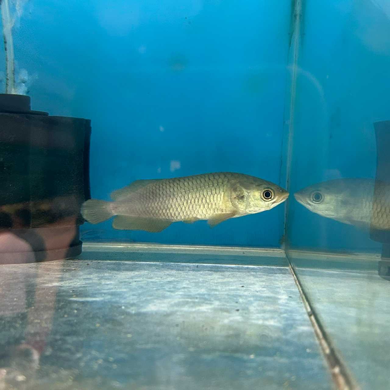 ปลามังกรแอฟฟิกา African Arowana (ไซส์ 4 นิ้ว )