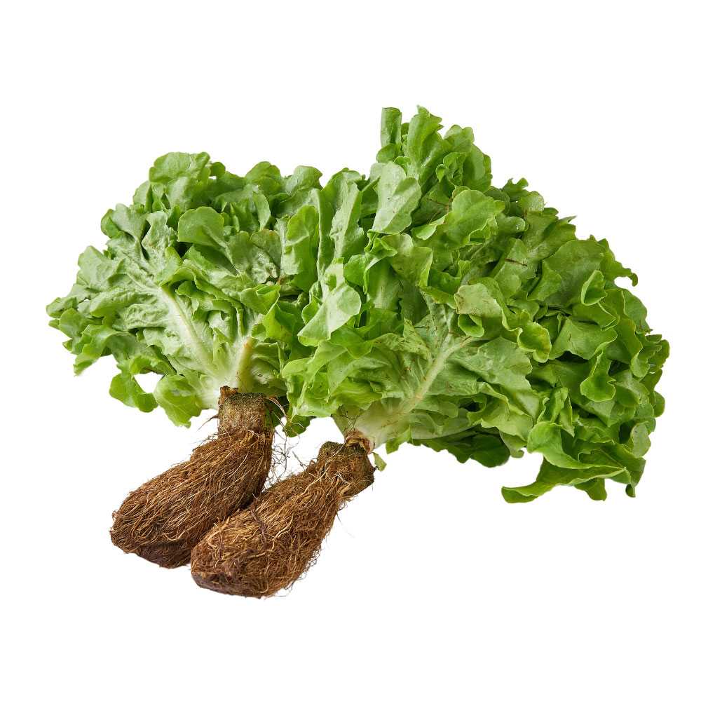 FG01004 กรีนโอ๊ค Green Oak ( 300g )