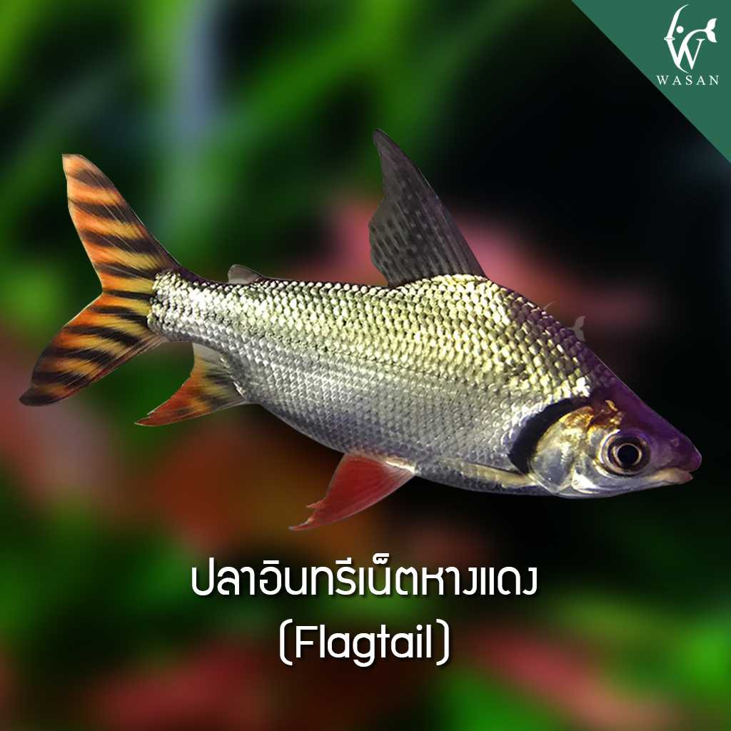 ปลาอินทรีเน็ตหางแดง Flagtail (ไซส์ 7-8 นิ้ว)
