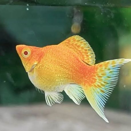 Golden Red Eye Lyretail Balloon บอลลูน ตาแดง