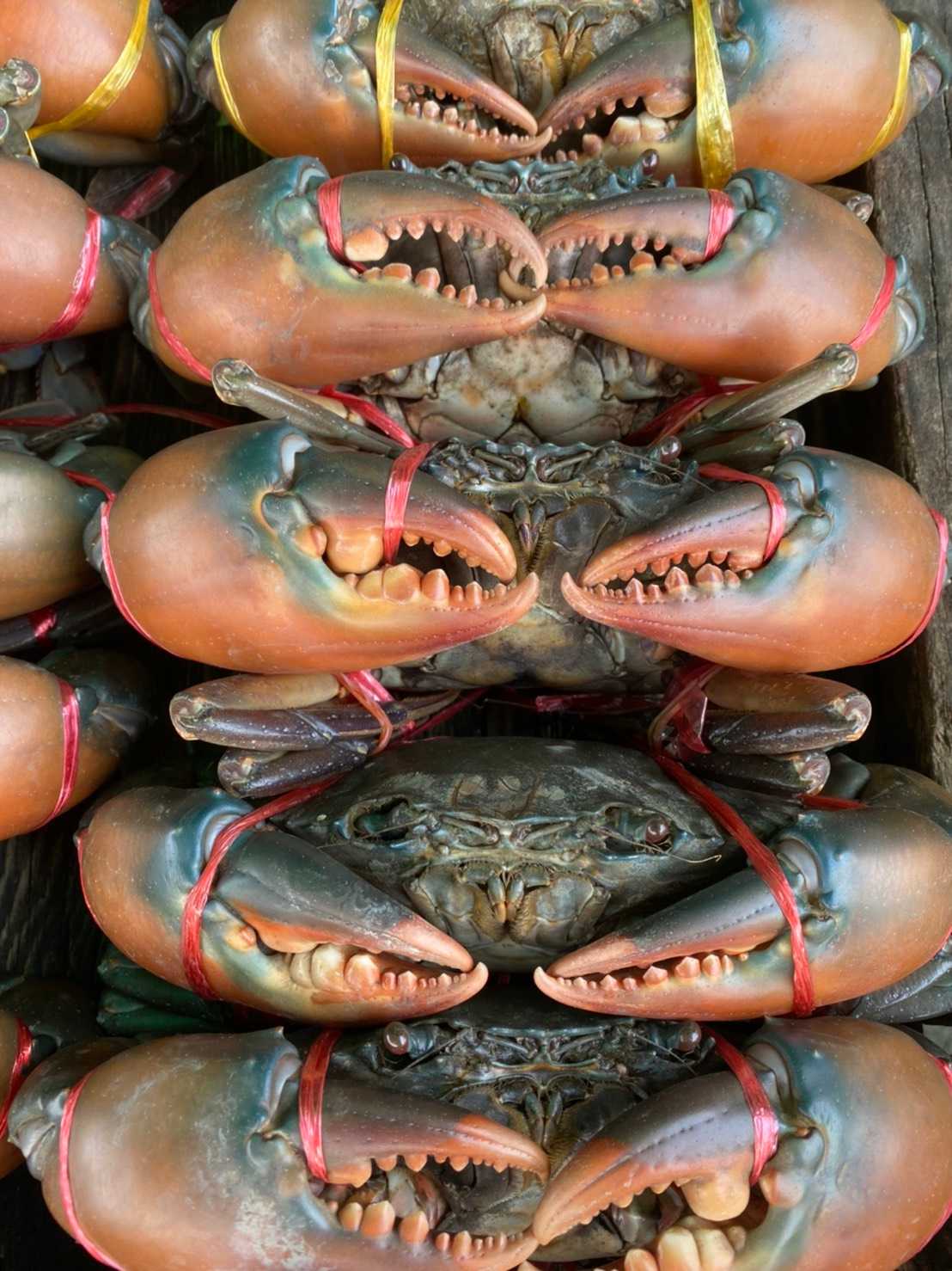 ปูเนื้อ 7-8 ขีดต่อตัว