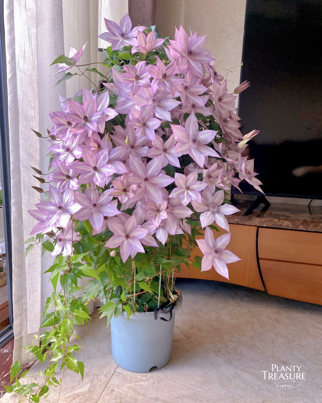 (Super Special) ‘Utopia’ Clematis  (พร้อมส่ง)