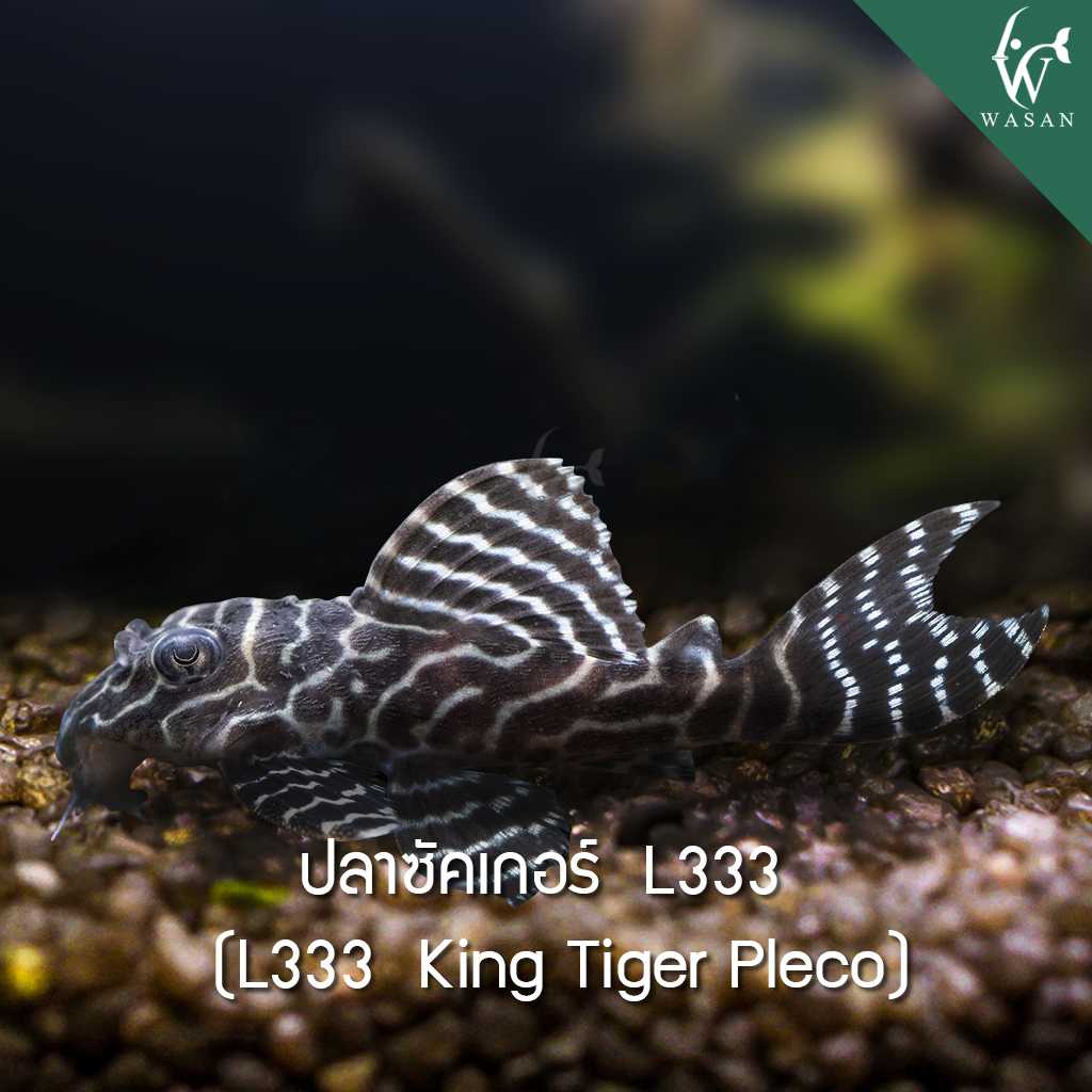 ปลาซัคเกอร์ L333 king Tiger Pleco (ไซส์ 2.8-3 cm)