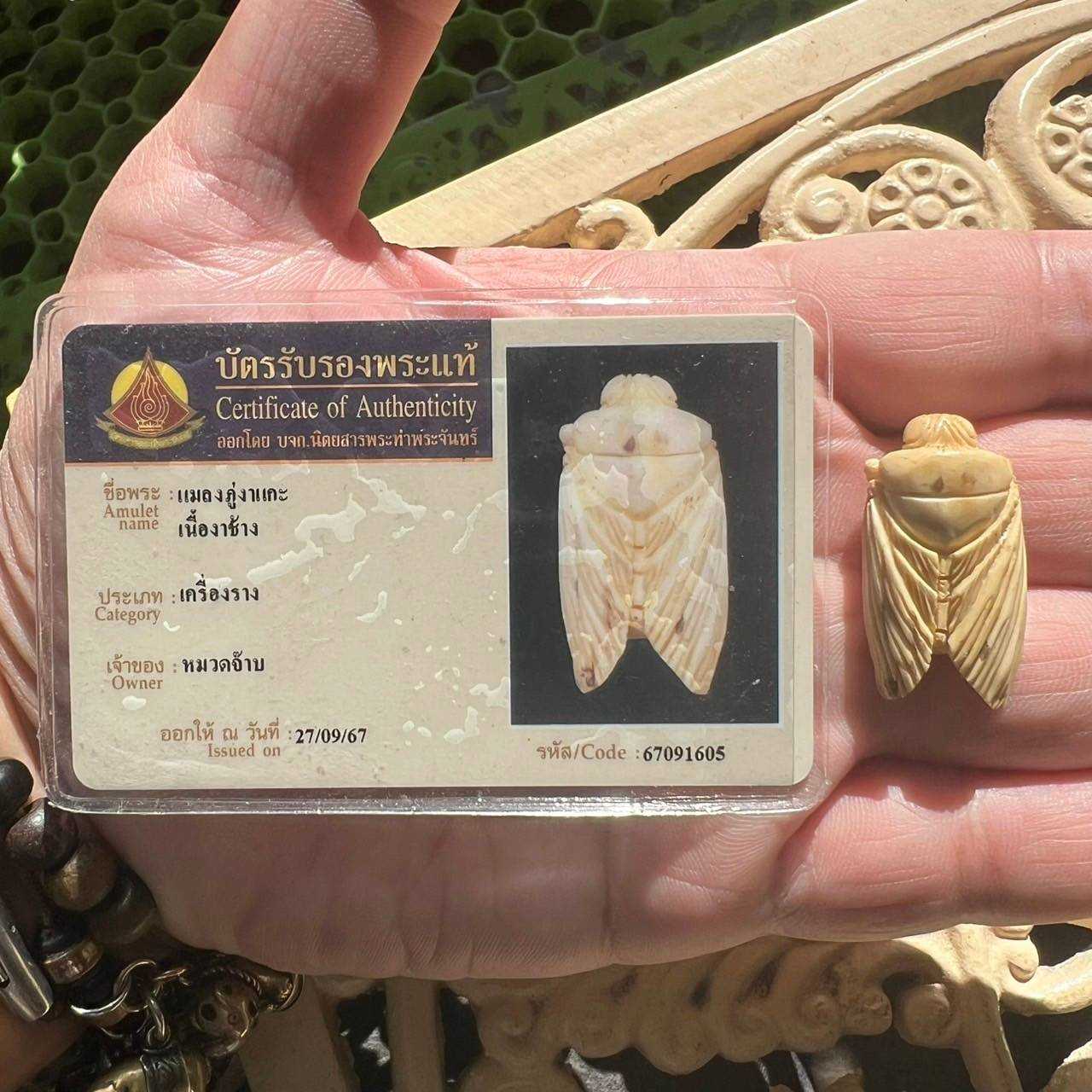 แมลงภู่คำล้านนา เนื้องๅแกะ