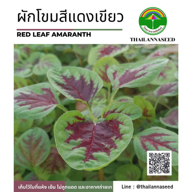 ผักโขมสีแดงเขียว ( ขนาด 10 กรัม ) รหัสสินค้า 5013