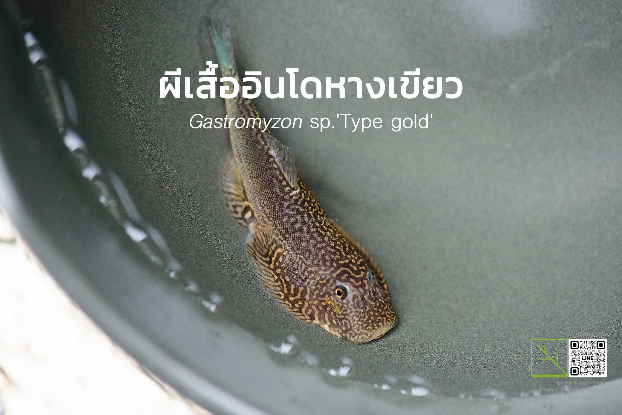 ผีเสื้ออินโดหางเขียว Gastromyzon sp.'Type gold' 1.8“-2”