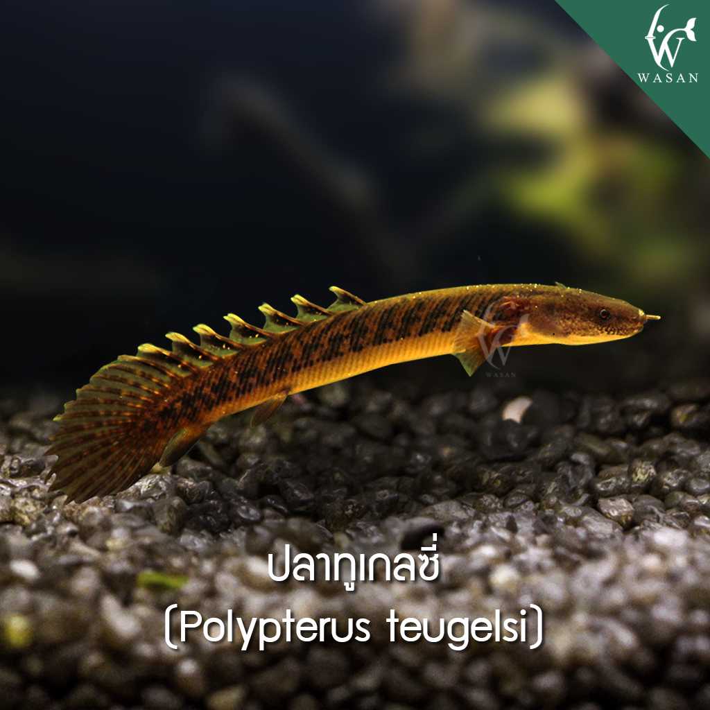ปลาบิเชียร์ทูเกลซี่ Polyterus Teugelsi (ไซส์ 3.5-4 นิ้ว)