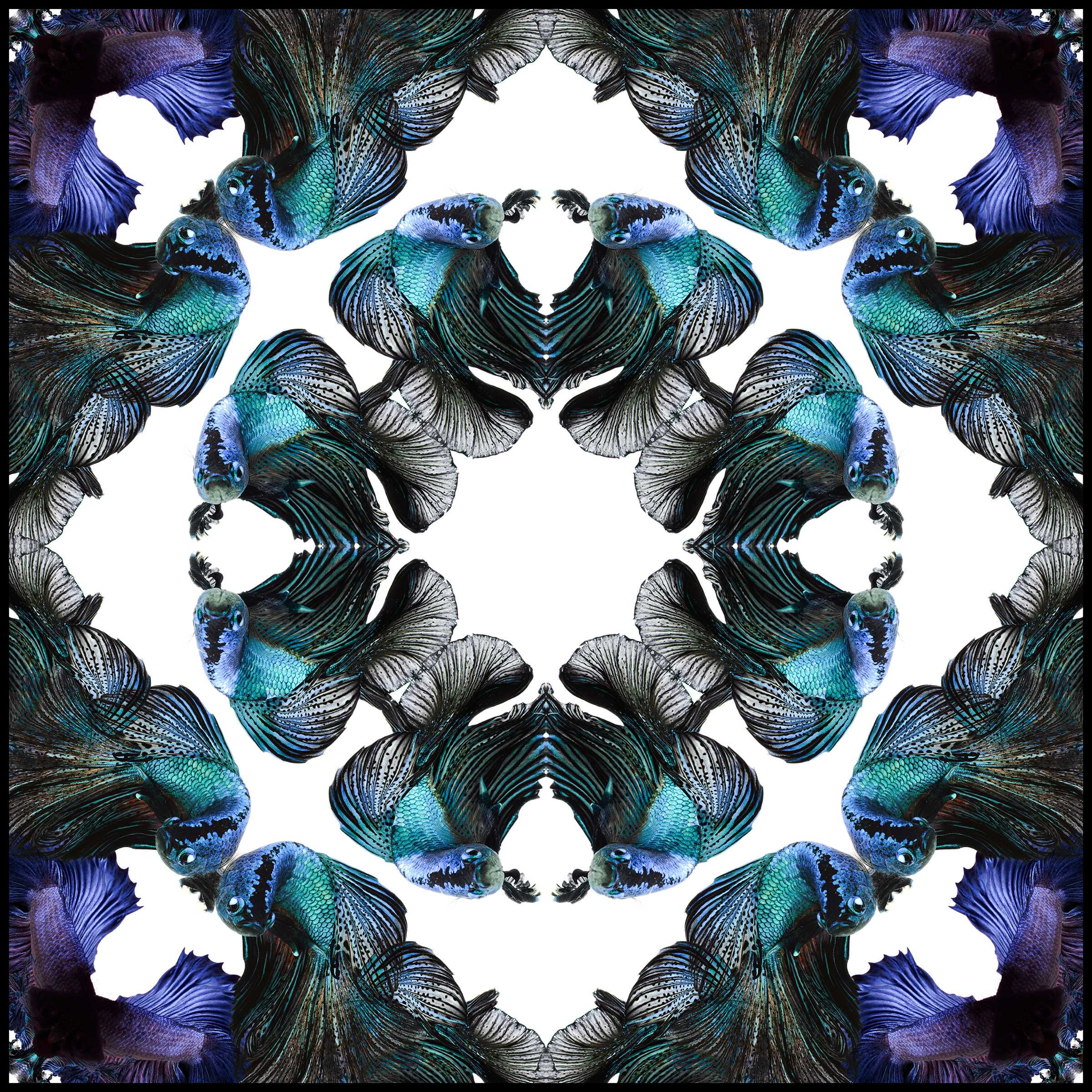 Twotone Mix Dark & Light Blue Betta  Scarf - White/Blue