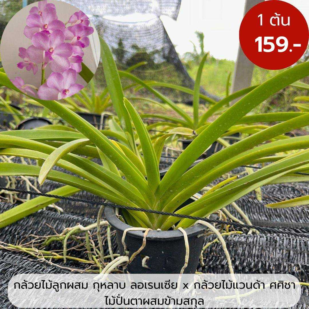 กล้วยไม้ลูกผสม ระหว่าง กล้วยไม้ กุหลาบ ลอเรนเซีย x กล้วยไม้แวนด้า ศศิชา เป็นไม้ปั่นตาผสมข้ามสกุล