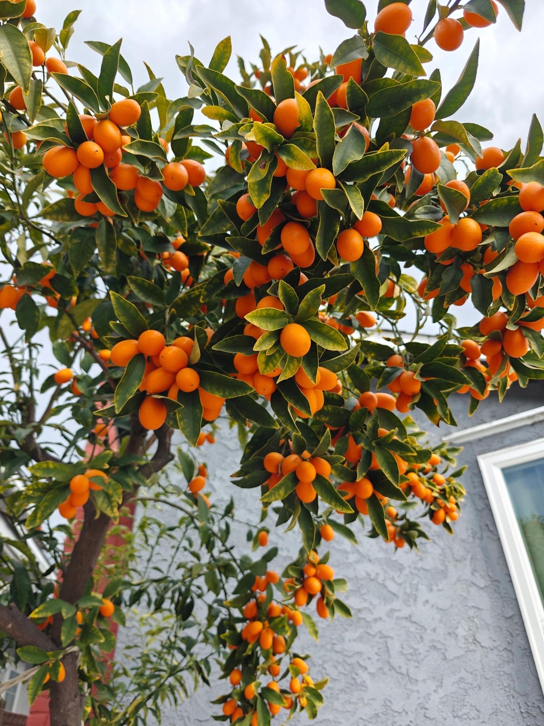 ハニーHoney Crispy kumquat ต้นส้มกัมควอทญี่ปุ่น