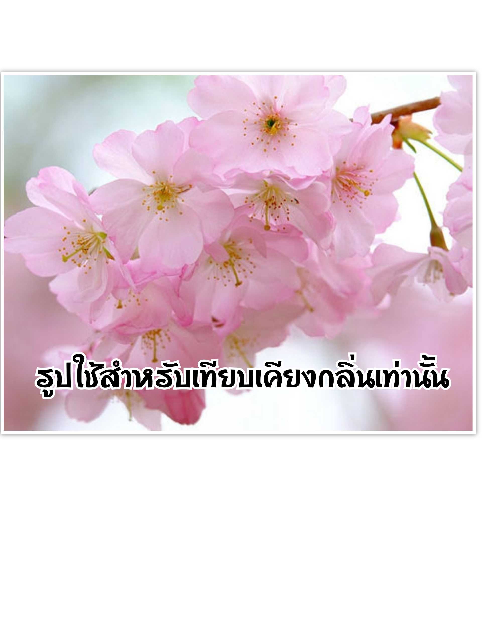 (ซากุระ)หัวน้ำหอม 💯% ไม่ผสมแอลกอฮอล์