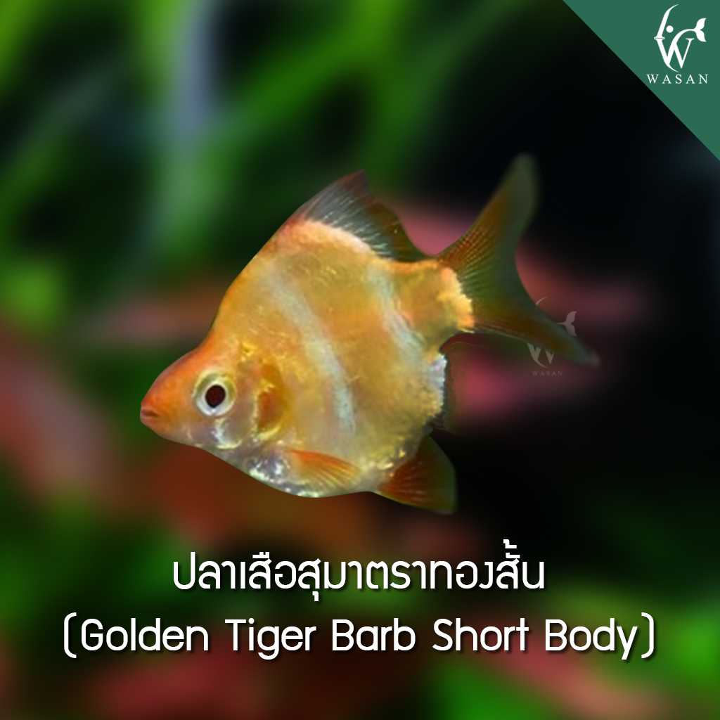 ปลาเสือสุมาตราทองสั้น Albino Longfin Blushing Tiger Barb (2-3 cm)