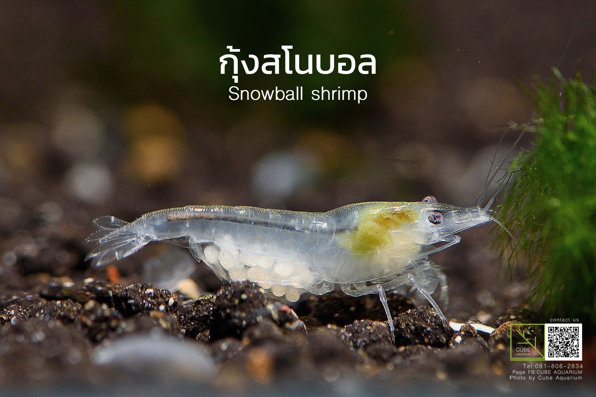 กุ้งแคระสโนวบอล Snowball shrimp