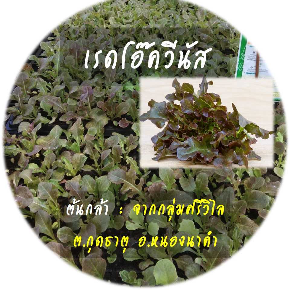 สั่งจองล่วงหน้า ต้นกล้าเรดโอ๊ควีนัสพร้อมถาด 1 ถาด ( 105 หลุม)