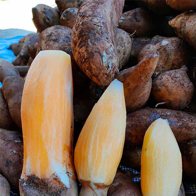 คละไซส์ 8 kg แถม หัวเล็ก 1 kg   |   บัวหิมะเมืองไทย ดอยอ่างขาง | ผลไม้สดตามฤดูกาล   |