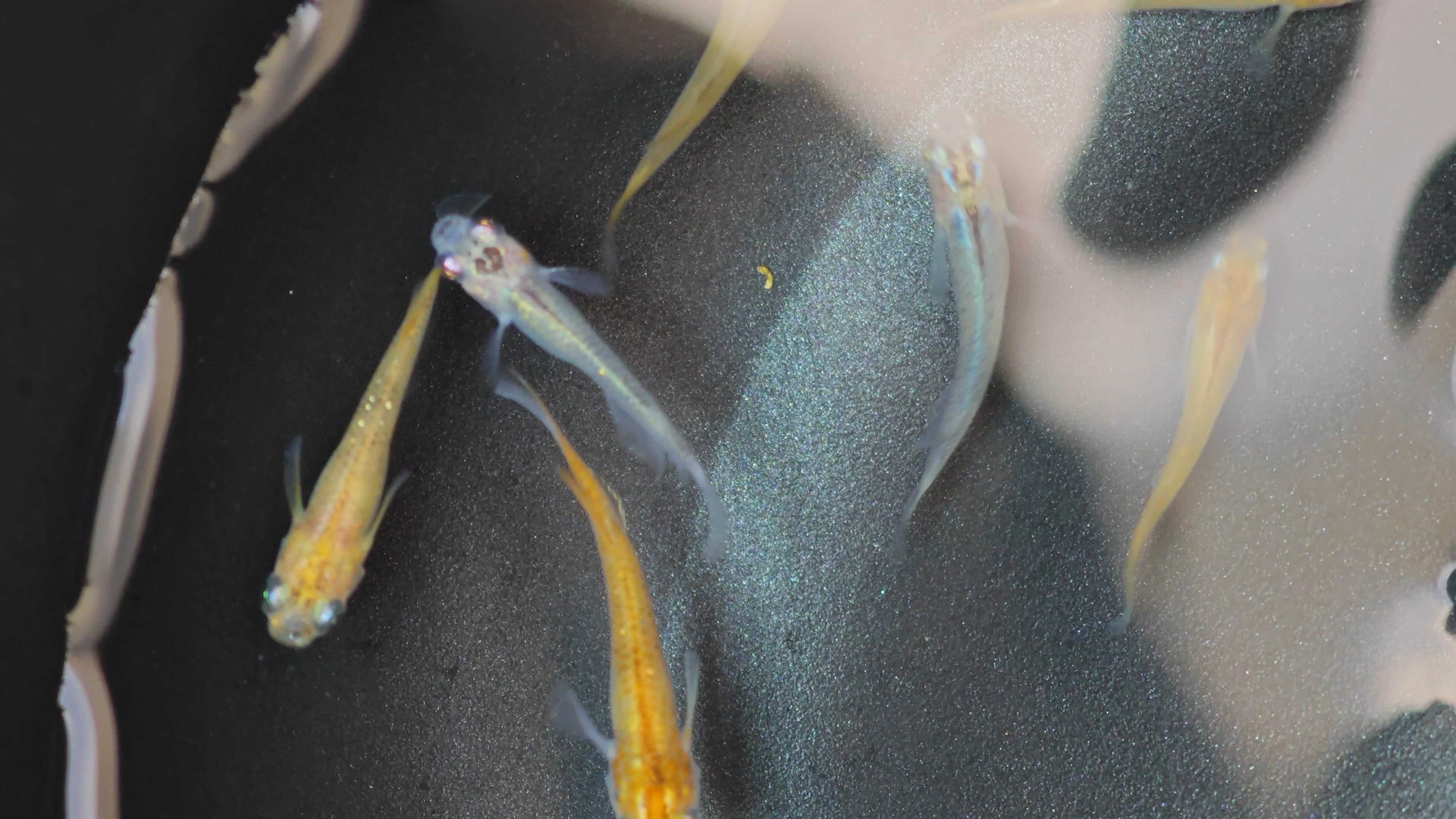 Medaka fish ปลาหลุดเกรดลองเลี้ยงmix เพาะไทยsize1-1.5cm