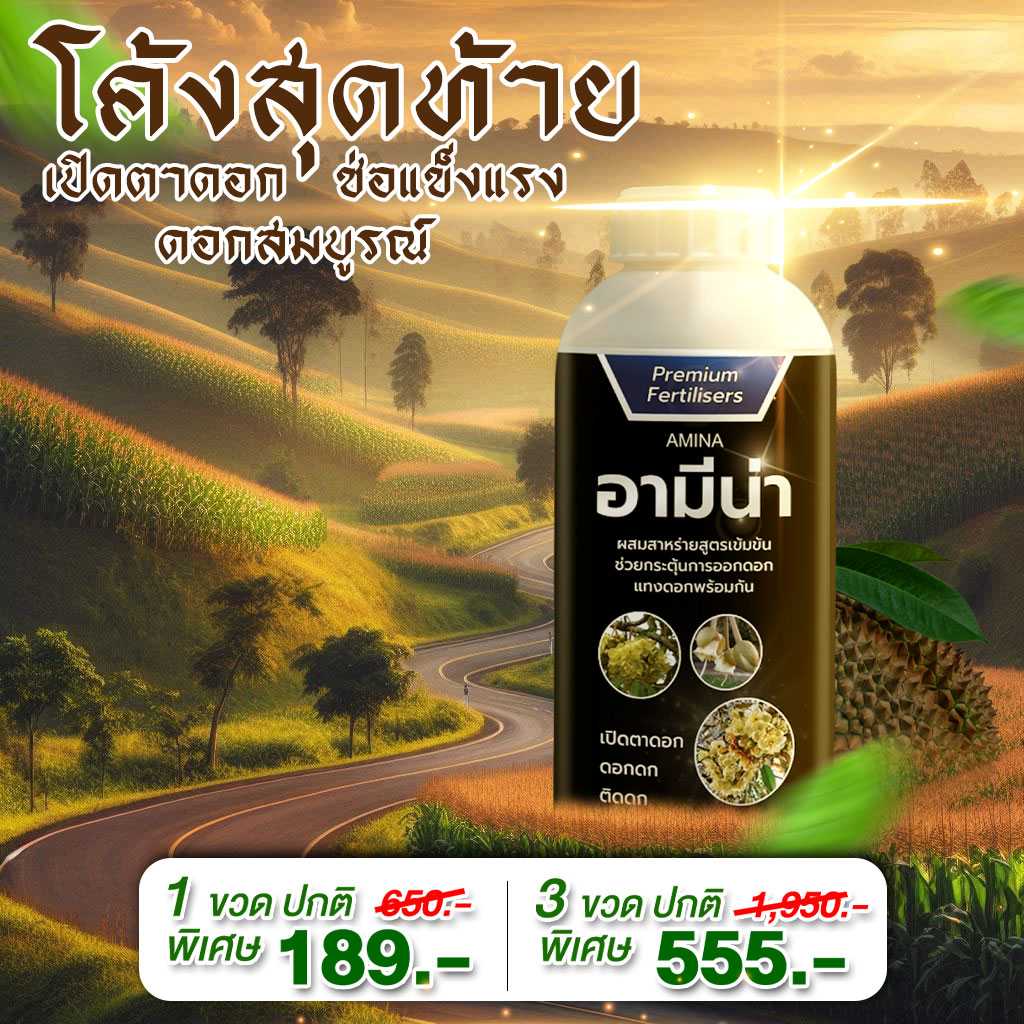 อามีน่า เปิดตาดอก