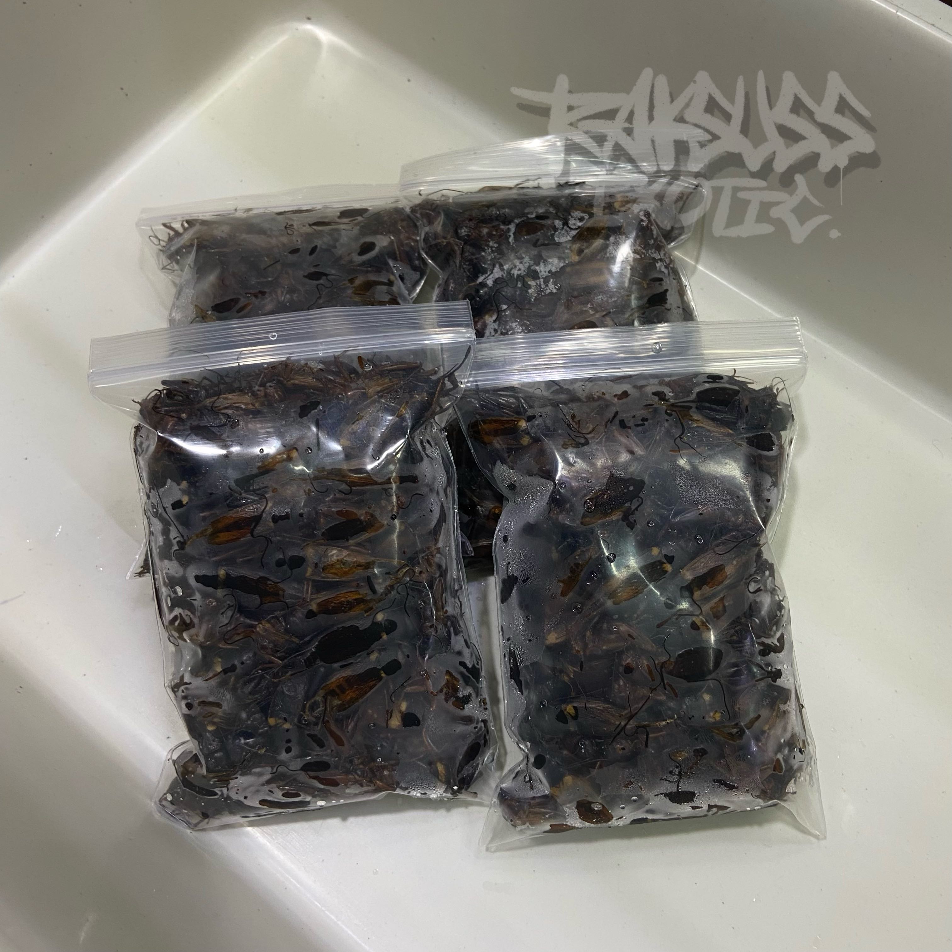 Frozen Cricket/จิ้งหรีดแช่แข็ง(125g.)