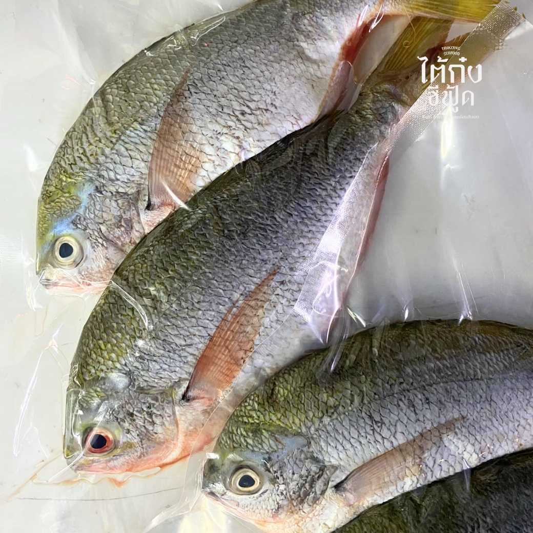 🐟 ปลาเหลืองญี่ปุ่น หรือปลาหางเหลือง เนื้อนุ่ม ขาวฟู ก้างน้อย แล่ซาซิมิ ทำลูกชิ้น - ไต้ก๋ง ซีฟู้ด