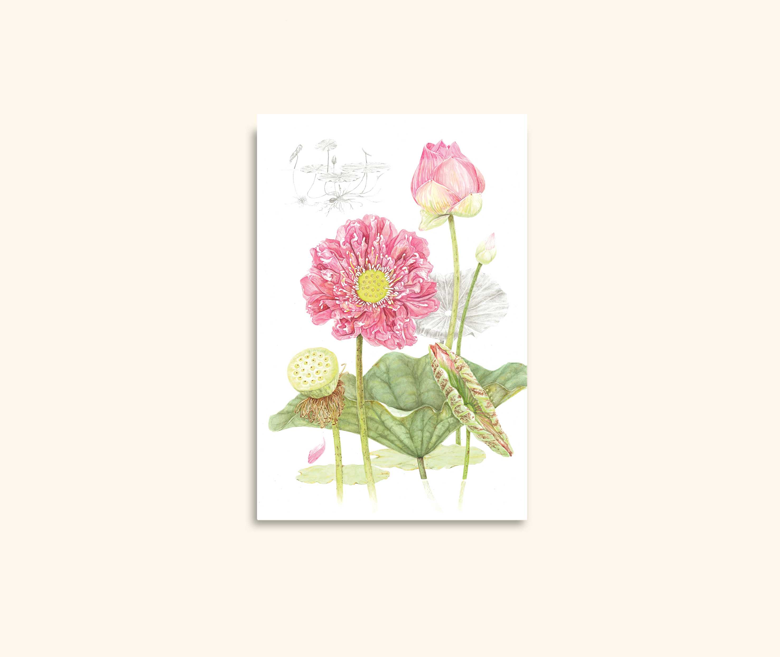 Red Lotus Watercolour Greeting Card: Botanical Art Print