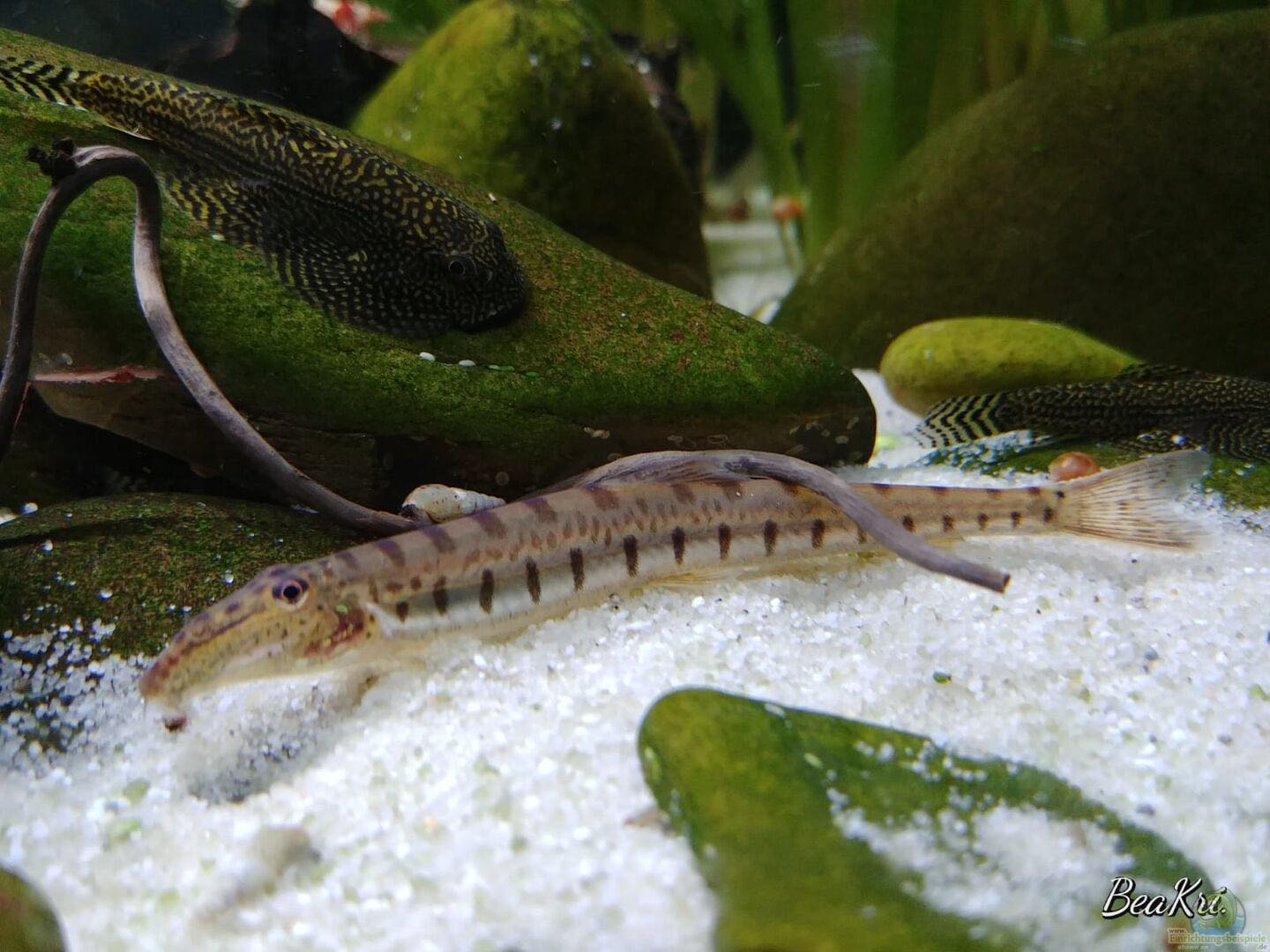 ปลารากกล้วยแคระ (Dwarf Horsefaced Loach)