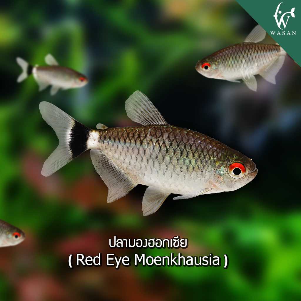 ปลามองฮอกเซีย Red Eye Moenkhausia (ไซส์ 2-3 cm)
