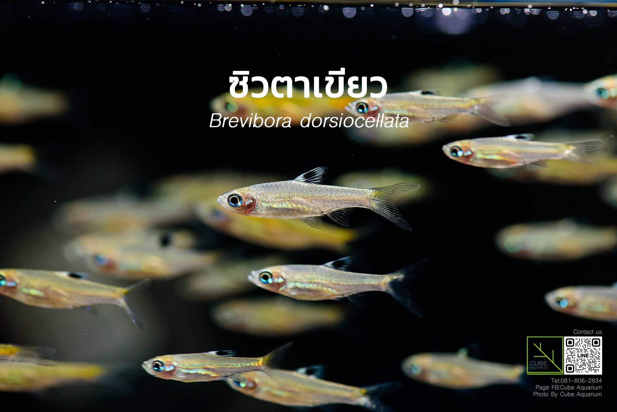 ซิวตาเขียว Eyespot rasbora 0.8นิ้ว