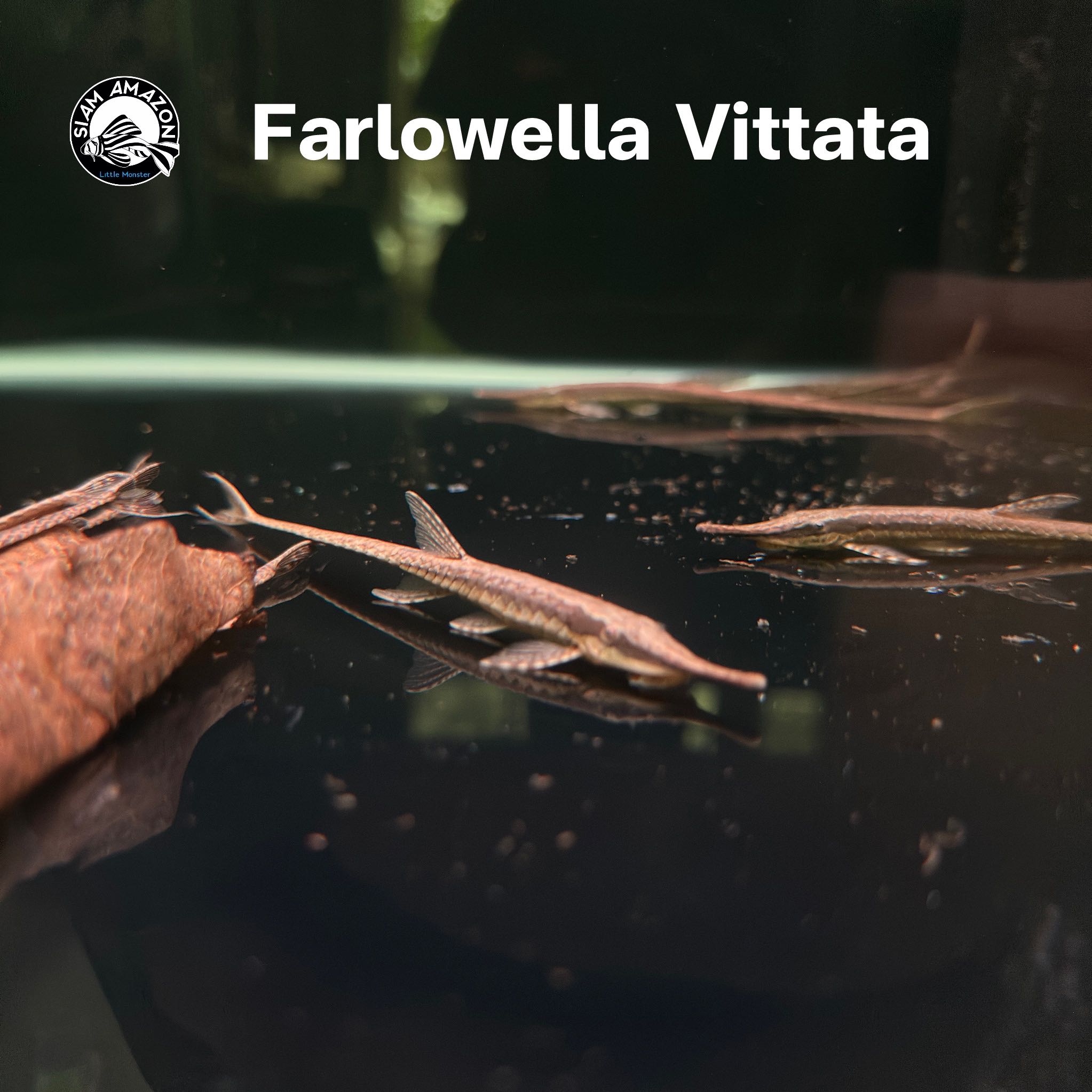 Farlowella Vittata