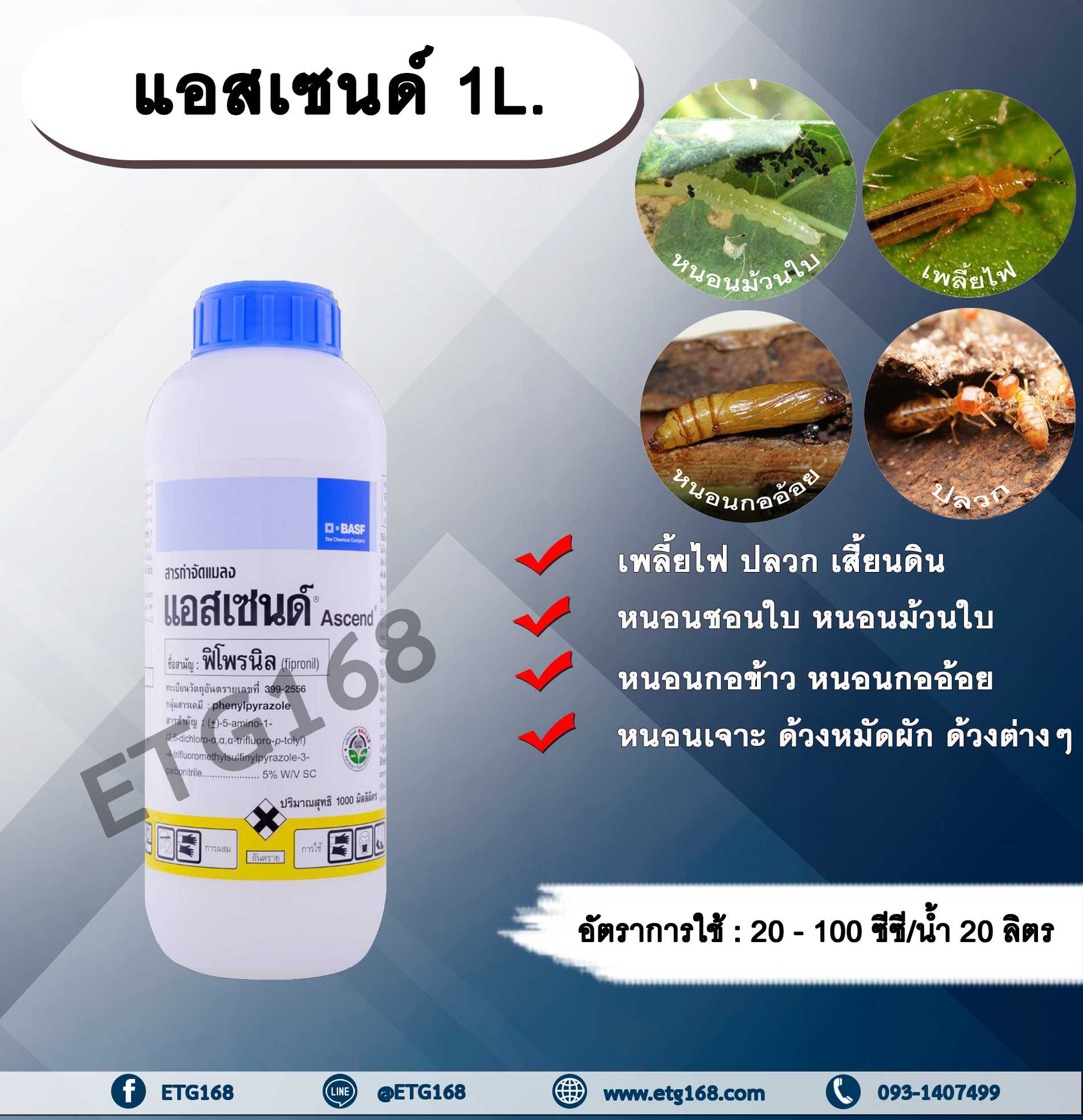 แอสเซนด์ 1L.ฟิโพรนิล สารกำจัดแมลง เพลี้ยไฟ ปลวก หนอนชอนใบหนอนม้วนใบ หนอนกอข้าว