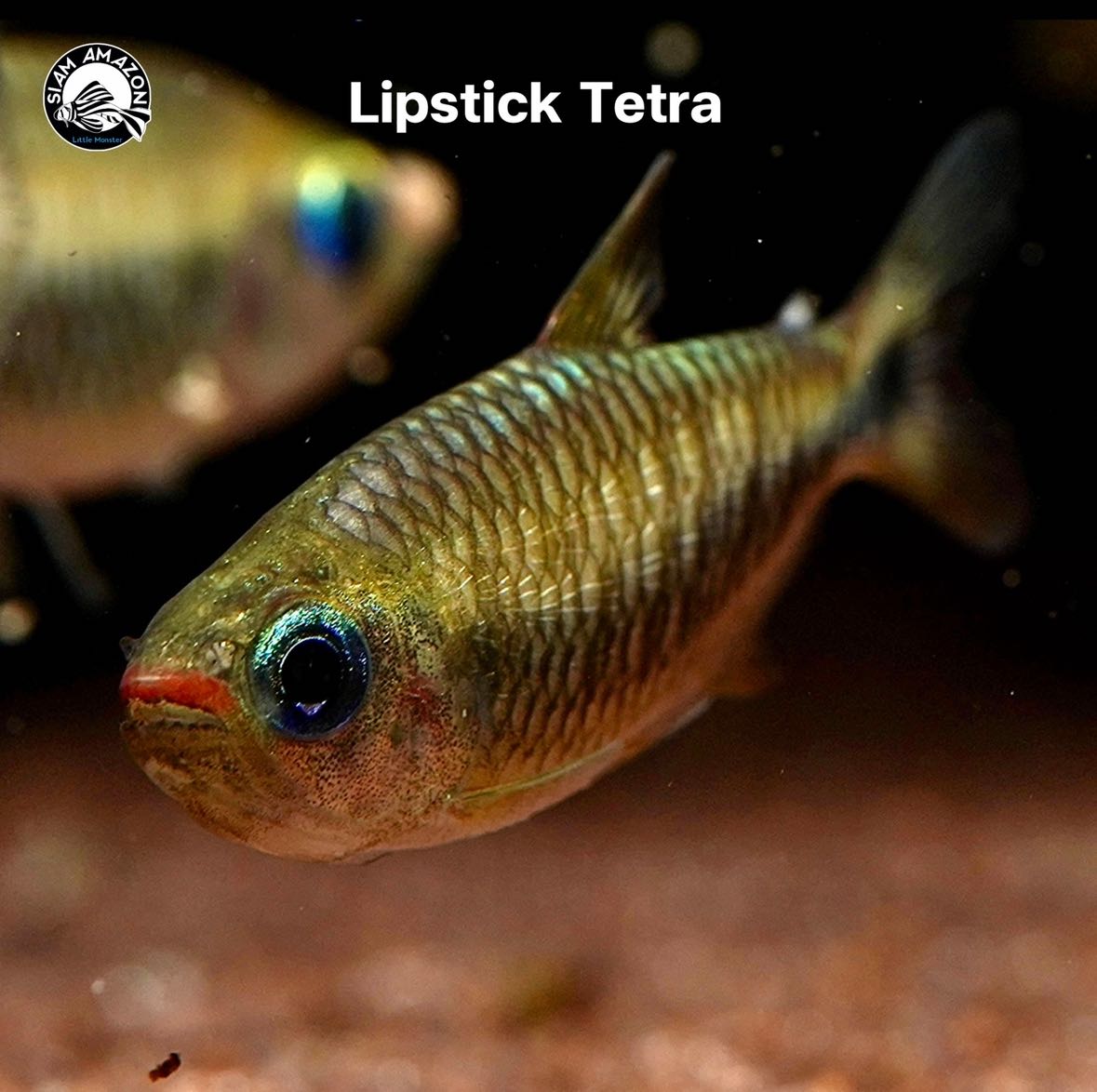 Lipstick Tetra ไซส์ 2 นิ้ว