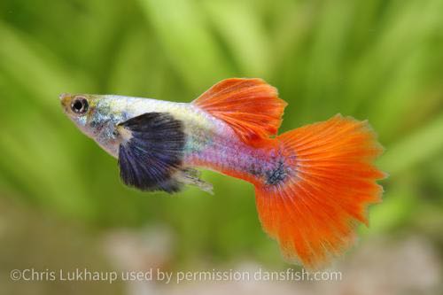 Redtail Dumbo Ear Guppy (Pair )นกยูงหูช้าง 