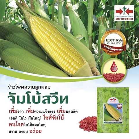 ข้าวโพดจัมโบ้สวีท  1 กก.
