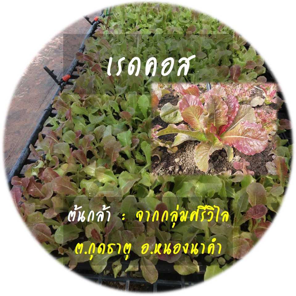 สั่งจองล่วงหน้า ต้นกล้าเรดคอส 1 ถาด ( 105 หลุม) รับเองพร้อมถาด