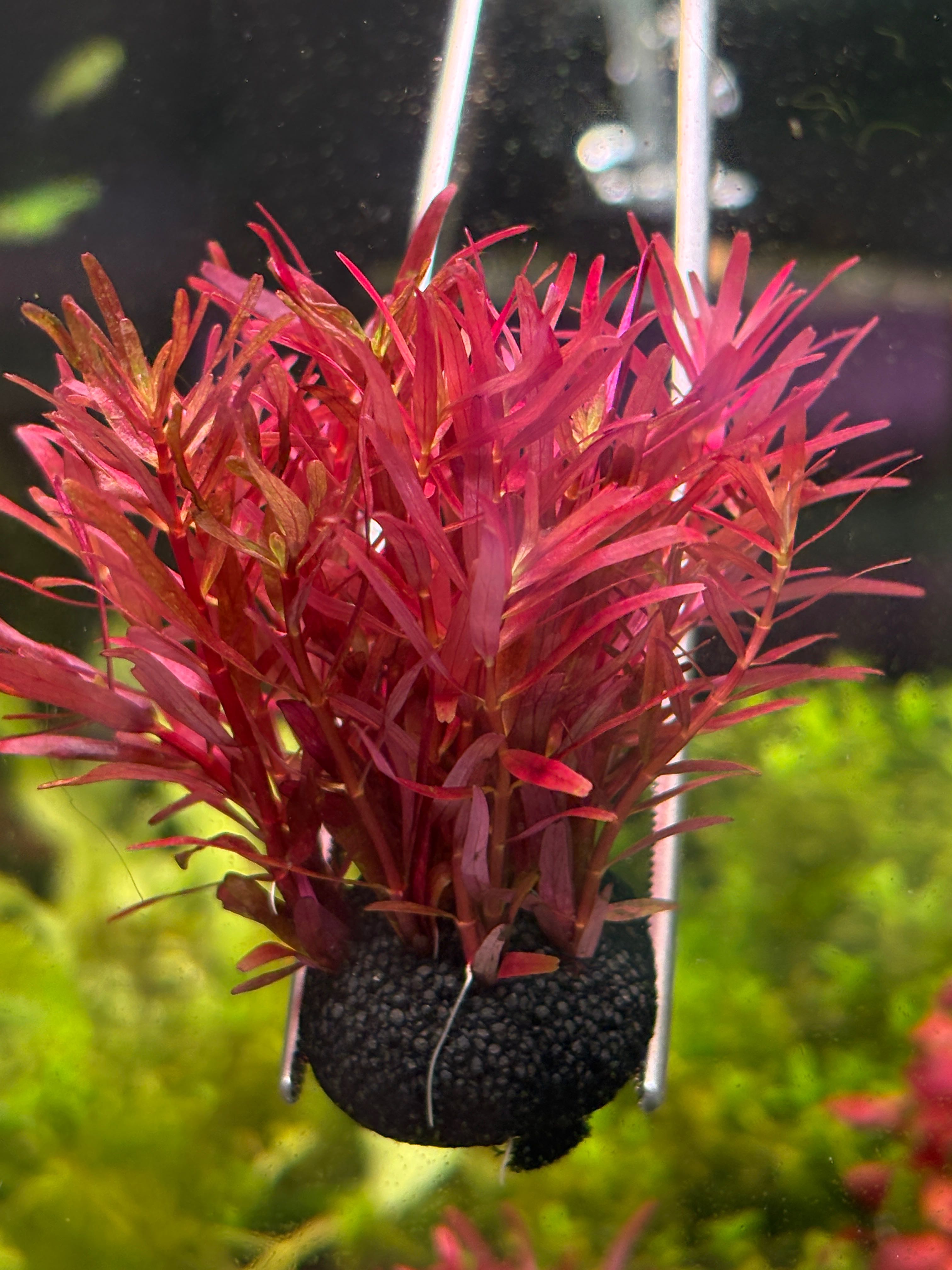 Wabi Rotala corolata 