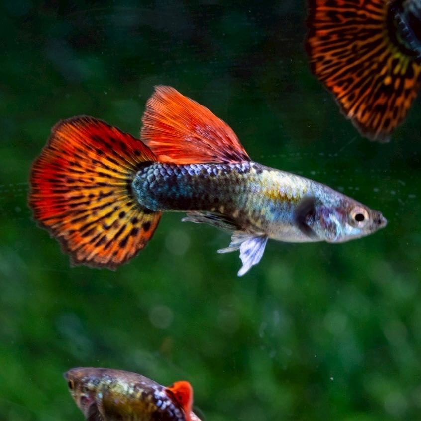 Red Dragon Guppy ราคาต่อตัว