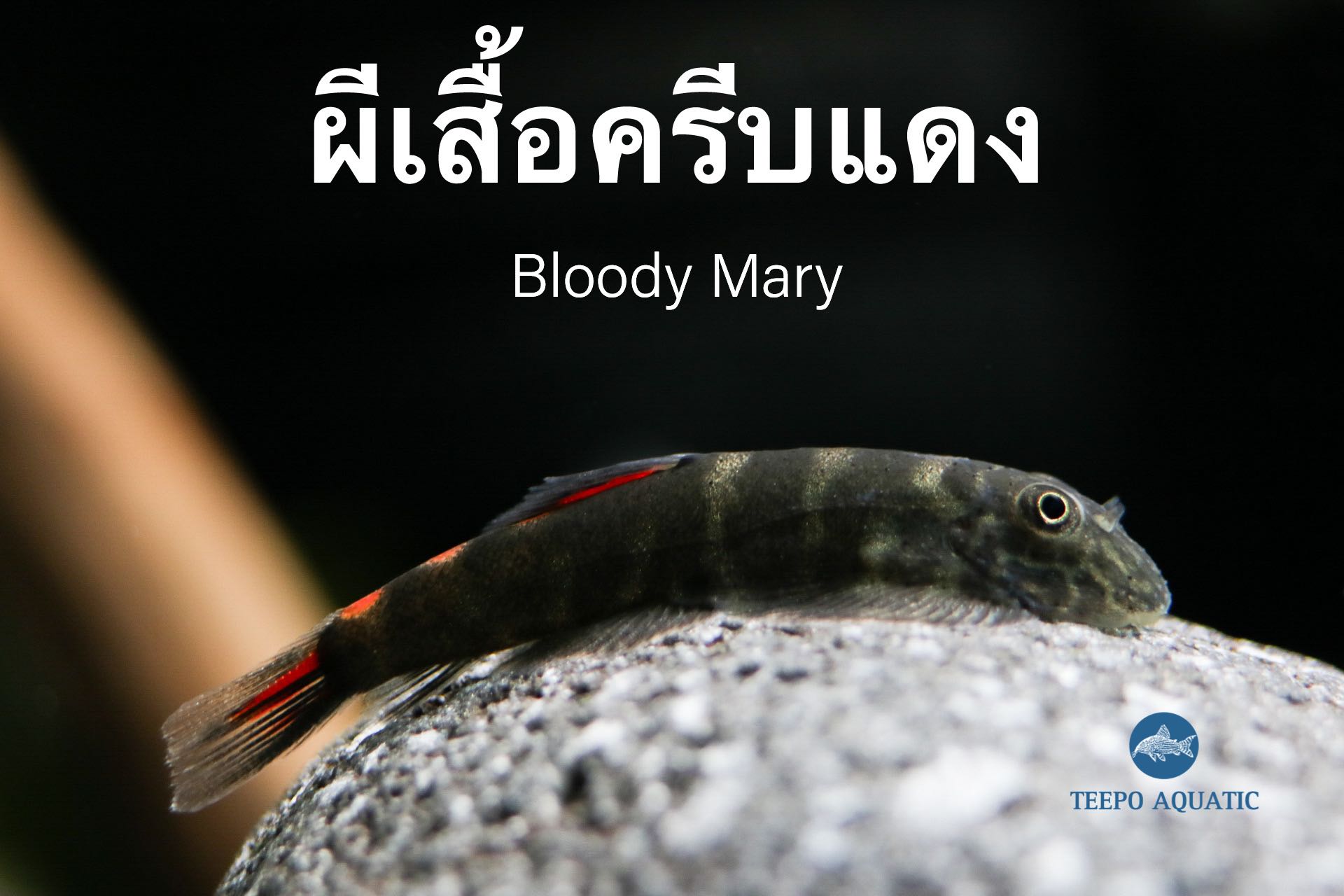 ผีเสื้อครีบแดง Gastromyzon sp.