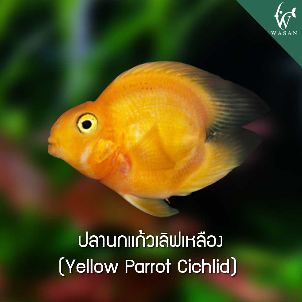ปลานกแก้วเลิฟเหลือง Yellow parrot Cichild ( ไซส์ 2.5 นิ้ว )