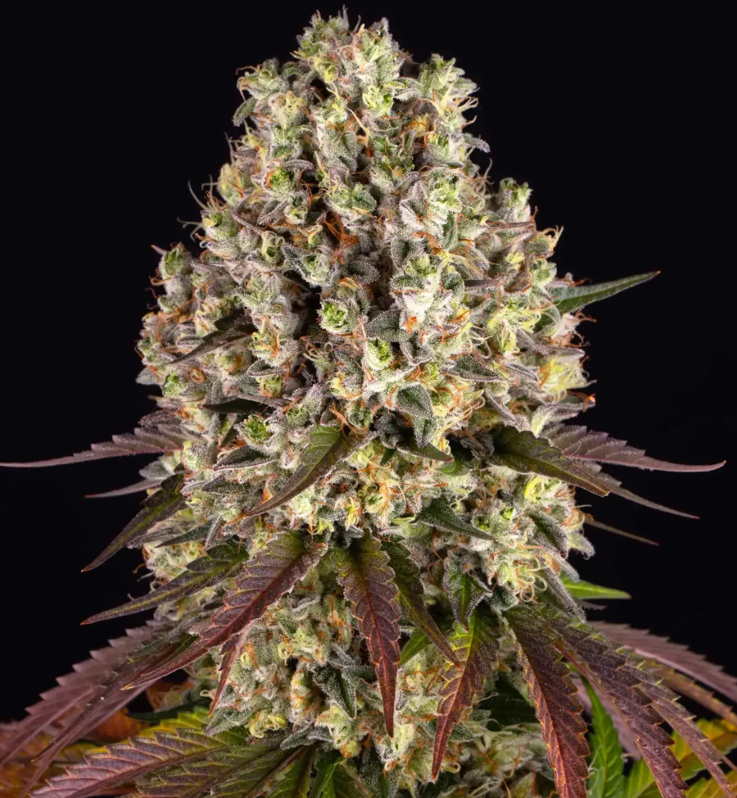 Sour Diesel Feminized pack 3