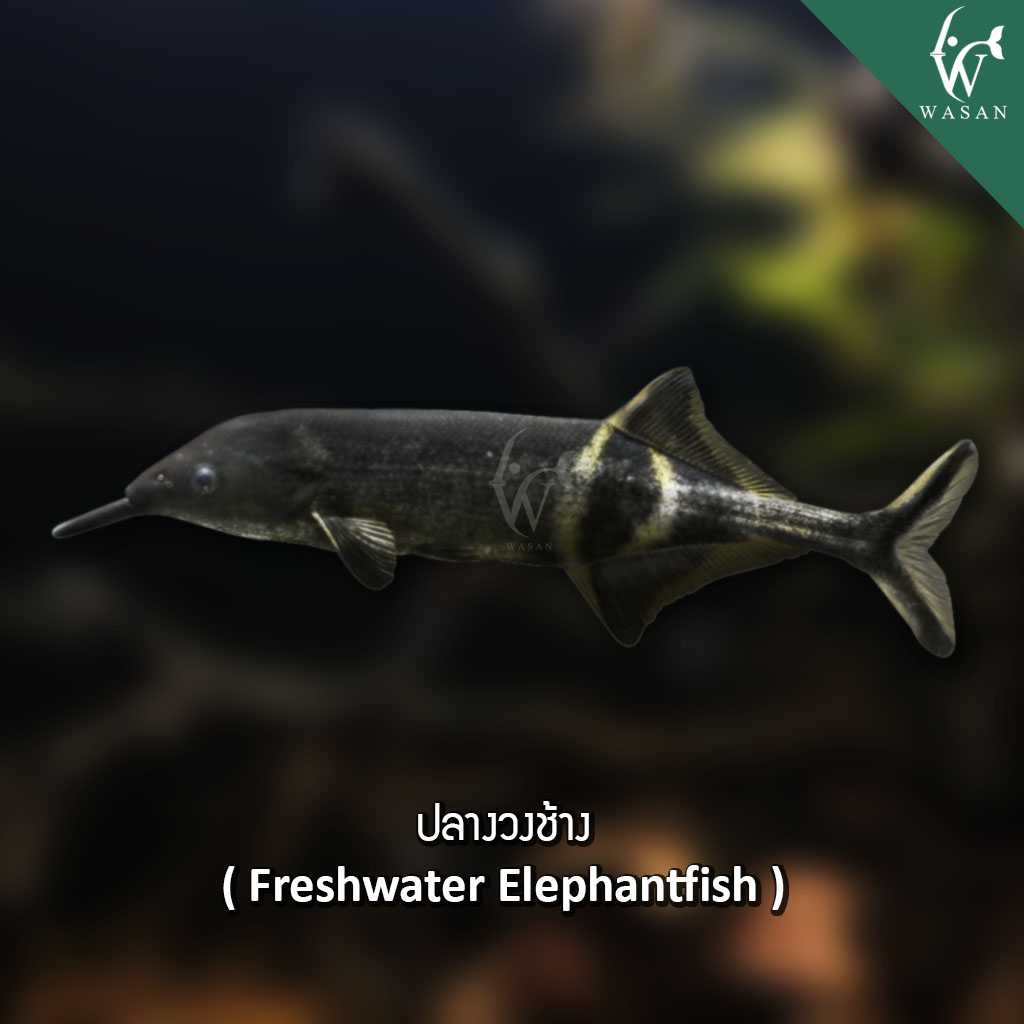 ปลางวงช้าง Freshter Elephantfish (ไซส์ 3-4 นิ้ว)